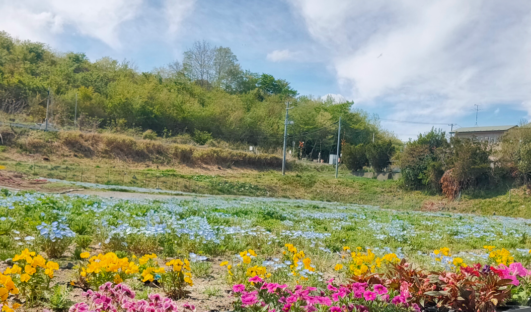 岩手船越 三鉄の見える花畑の現地の様子